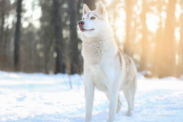 Happy Siberian husky on walk in winter park