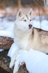 Happy Siberian husky on walk in winter park