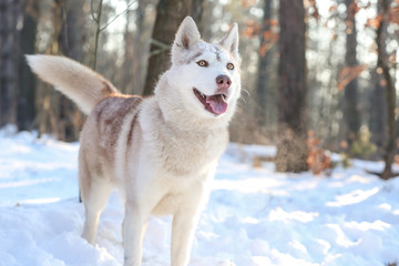 Happy Siberian husky on walk in winter park