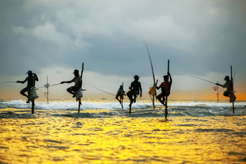 Tradycyjni rybacy na kijach przy zmierzchem w Sri Lanka. - 135093260