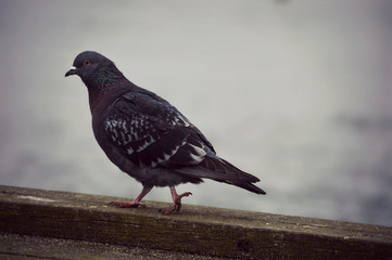 bird