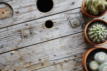 range of cacti in clay pots on industrial wooden cable drum