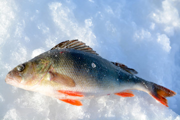 fish lying on a frozen lake in winter