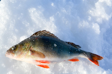 fish lying on a frozen lake in winter