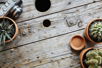 range of cactuses and camera decoration on wooden cable drum