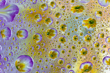 Polyanthus reflected in water droplets