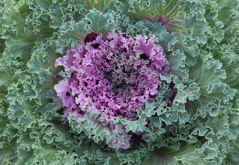 ornamental kale plant.