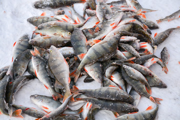 fish rests on a frozen lake in the winter in Russia