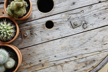 variety of exotic cacti on vintage industrial cable drum