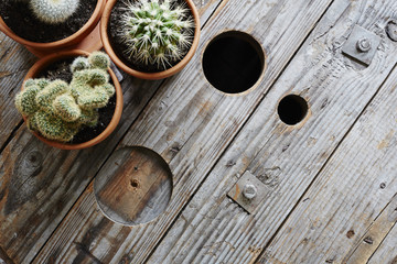 atmospheric variety of cacti on industrial wooden surface