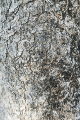 nature background of tree's bark