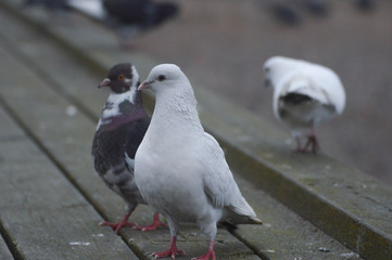 birds