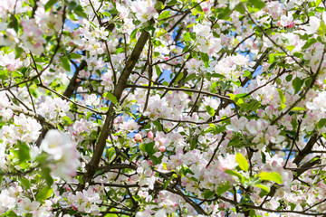 Blooming apple tree
