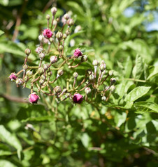 Red rose hips on bush