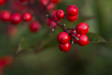 Nandina domestica (nandina, heavenly bamboo or sacred bamboo)