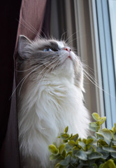 Ragdoll cat