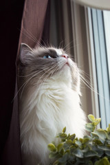 Blue eyed ragdoll cat 