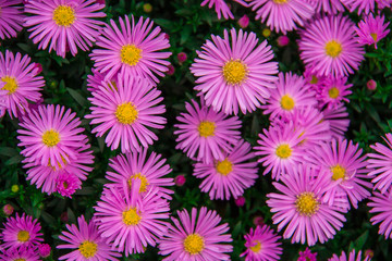 Autumn perennial aster purple on a green background