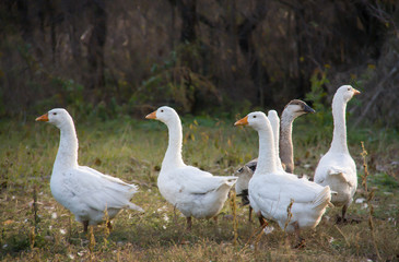 Naklejka na ściany i meble flock of geese grazing on the grass in the autumn