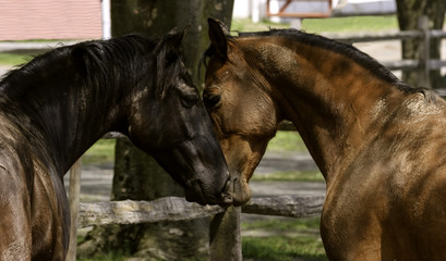 Fototapeta premium Horses in Love