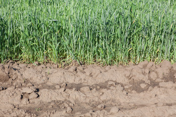 green barley