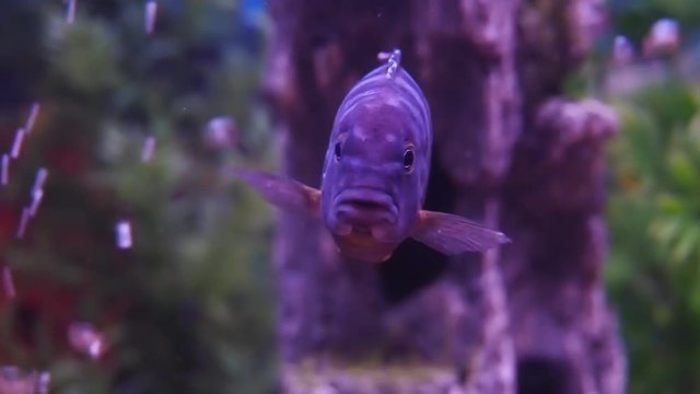 A cichlid aquarium, Full hd