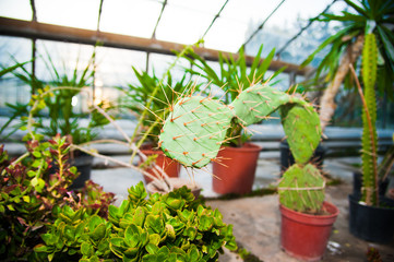 Garden greenhouse