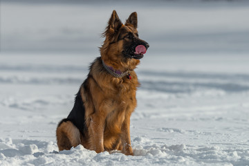 German shepherd dog sitting on snow in winter day