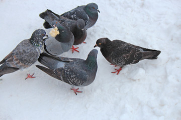 pigeons