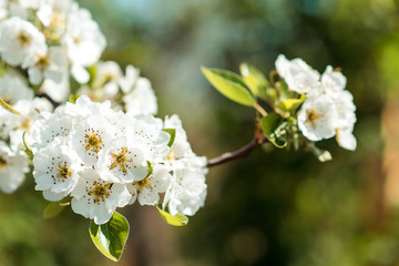 Beautiful cherry blossoms with blue sky. Spring.