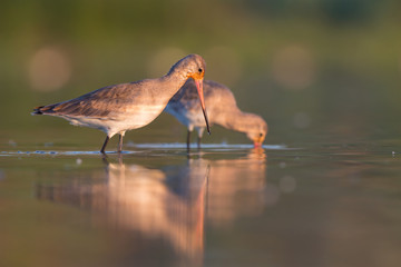 Black-tailed godwits (Limosa limosa)