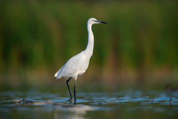 Little egret (Egretta garzetta)