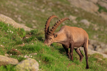 Ibex, Range of Mont Blanc, France