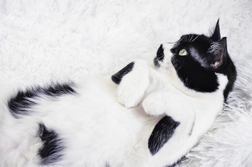 black and white cat with green eyes 
