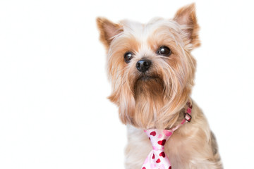 Cute dog with a hearts tie