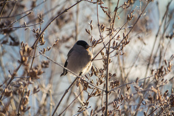 Snigir female sitting on a branch of a clear winter day