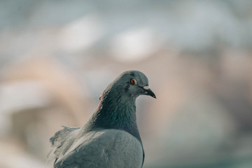 Close up head shot of beautiful speed racing pigeon bird