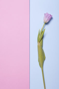 Decorative work. Pink tulip on a blue and pink background.
