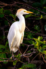 Snowy Egret on Perch