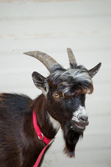 A Nigerian Dwarf goat poses for a portrait in front of a tin building