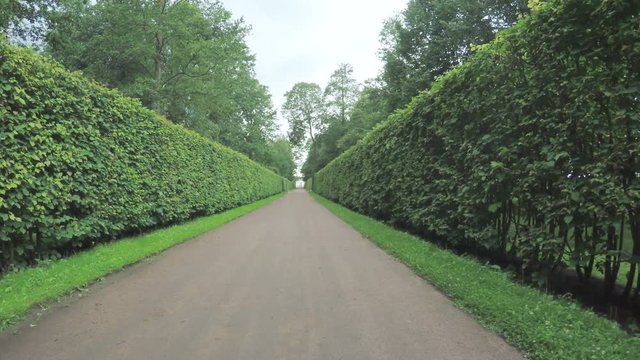 Alley in the Park in Peterhof
