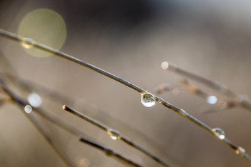 Water droplets on bare winter branches