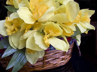 Daffodils in Basket