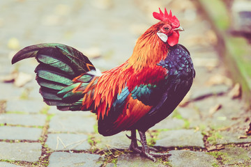 Beautiful cock. colorful rooster.