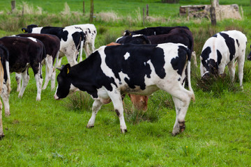 Cows grazing on a green field