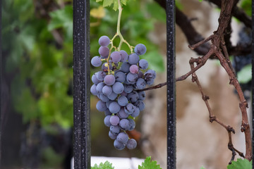 Bunch of grapes behind a fence
