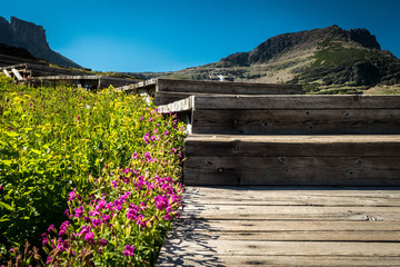 flowers along the wooden walk and trail
