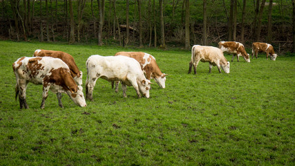 Obraz na płótnie Canvas Dirty cow. Cows grazing on a green field