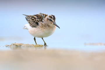 Broad-billed sandpiper (Limicola falcinellus)