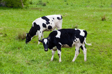 Naklejka na ściany i meble Herd of cows. Cows on the field